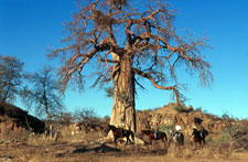 Botswana-Mashatu-Land of the Giants - Tuli Riding Safari